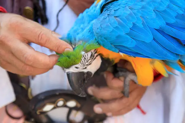 Photo of a cut arm strokes scratches behind the ear of a macaw parrot