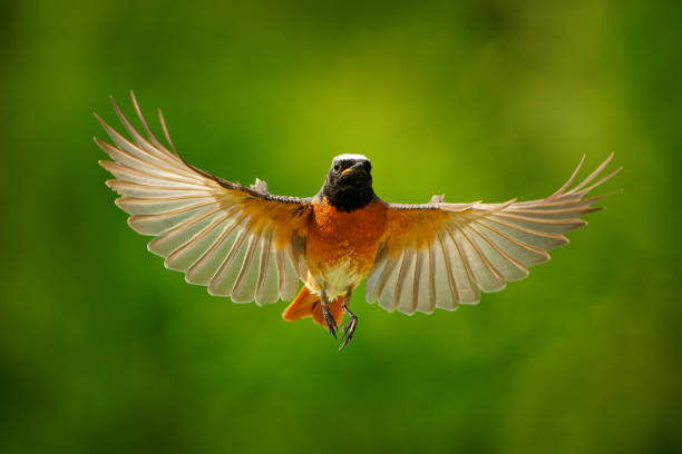 istock Common Redstart Phoenicurus phoenicurus small passerine bird in Phoenicurus, formerly Turdidae, now Old World flycatcher family Muscicapidae, flying orange and black bird on the green background. 1321997199