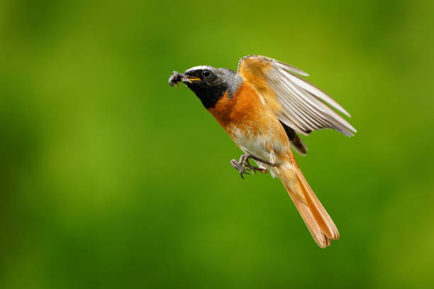istock Common Redstart Phoenicurus phoenicurus small passerine bird in Phoenicurus, formerly Turdidae, now Old World flycatcher family Muscicapidae, flying orange and black bird on the green background. 1321998058