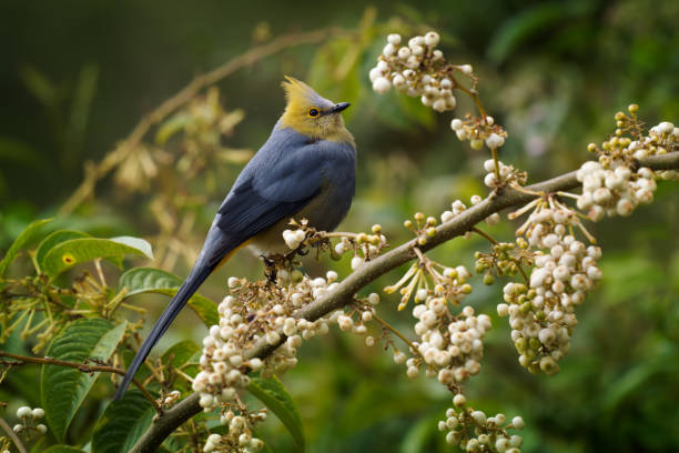 Long-tailed silky-flycatcher - Ptiliogonys caudatus passerine bird in the mountains of Costa Rica and Panama, thrush-sized species related to waxwing, grey and yellow crested bird feeding on white berries. papamoscas sedoso de cola larga - ptiliogonys caudatus passerine ave en las montañas de costa rica y panamá, especie del tamaño de un zorzal relacionada con las alas de cera, aves de cresta gris y amarilla que se alimentan de bayas blancas.