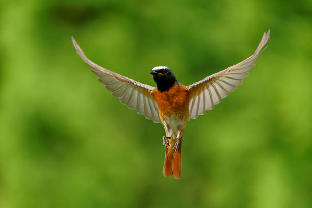istock Common Redstart Phoenicurus phoenicurus small passerine bird in Phoenicurus, formerly Turdidae, now Old World flycatcher family Muscicapidae, flying orange and black bird on the green background. 1321998196