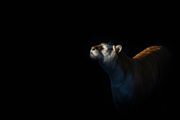 Bengal tiger closeup in high contrast black and white image