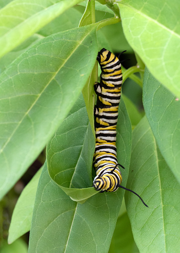Monarch butterfly caterpillar with black, yellow, and white stripes is nibbling on a green milkweed leaf.