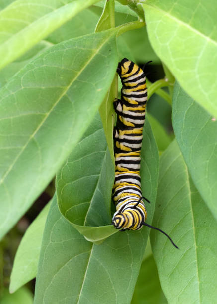 Striped Monarch Caterpillar Nibbles on Milkweed stock photo