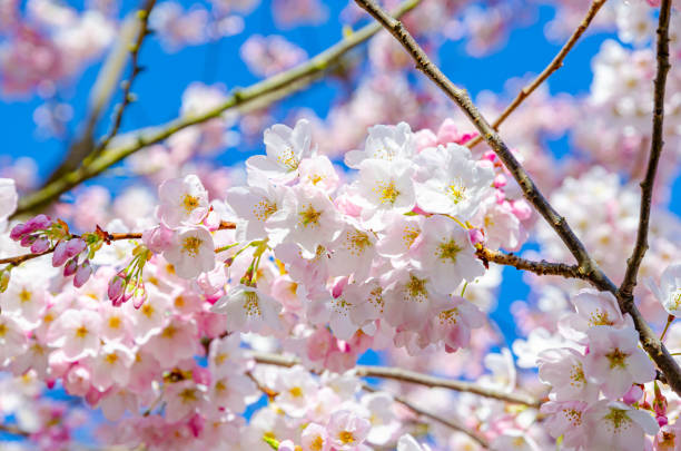 istock Cherry blossom trees are blooming! 1322000806