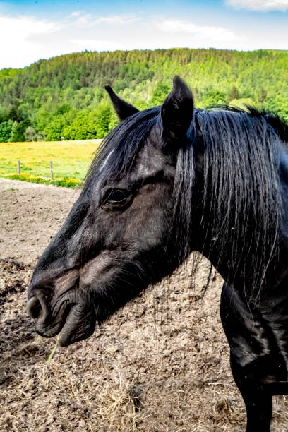 istock Black Beauty Horse. 1322002936