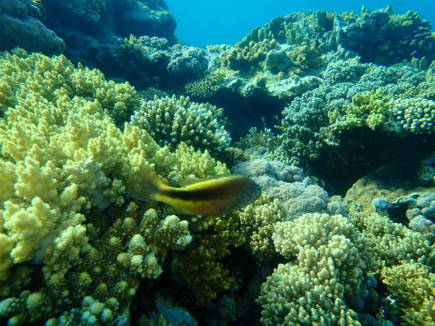 istock Stunning undersea coral reef view, Red Sea, Egypt 1322003220