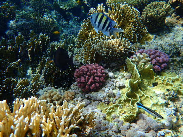 istock Stunning undersea coral reef view, Red Sea, Egypt 1322003280