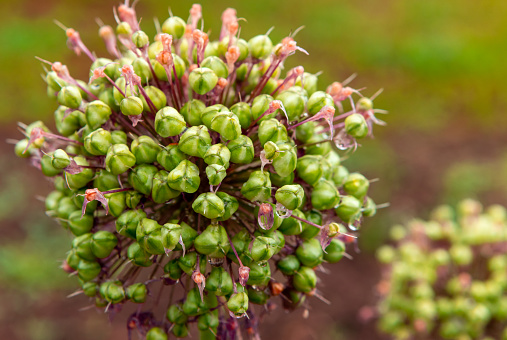 Macro photography of garlic head flower.  Planting garlic, close-up picture.