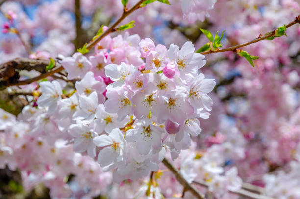 istock Blooming pink cherry blossom trees 1322006734