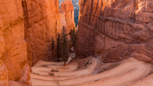 navajo loop trail, bryce canyon, utah, usa - bryce canyon national park imagens e fotografias de stock