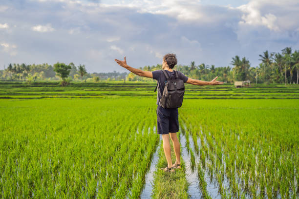 istock Male tourist with a backpack goes on the rice field 1322009700