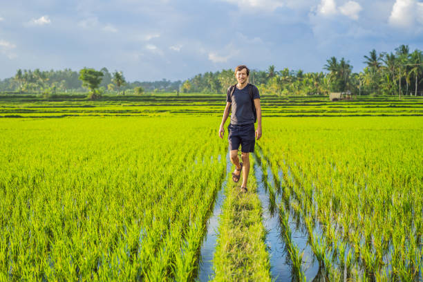 male tourist with a backpack goes on the rice field - bali male beautiful ethnicity imagens e fotografias de stock