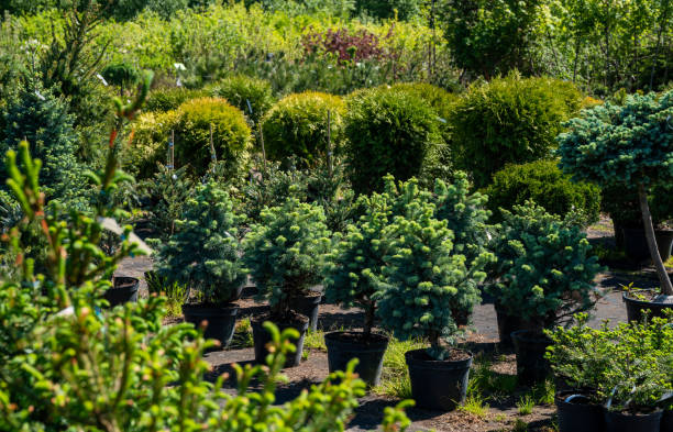 amazing blue  spruces (coniferous trees) in sunny day  in plants nursery - plant nursery imagens e fotografias de stock