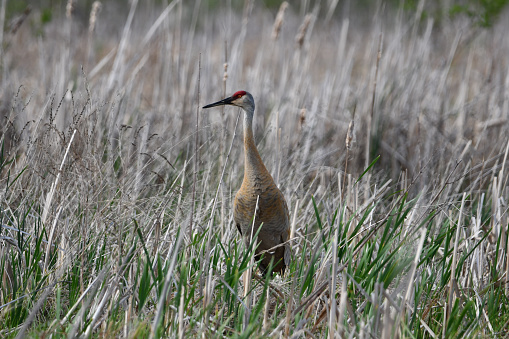 Sandhill crane walks through reeds in wetlands