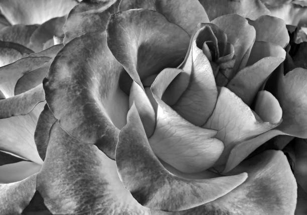 detailed full frame close up of a monochrome rose