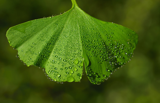 Close-up of a fresh green gingko leaf, with many small water pearls on it, against a green background