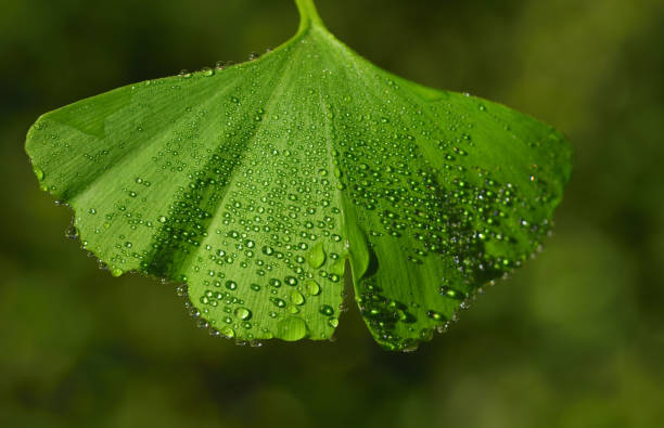 zbliżenie świeżego zielonego liścia gingko, z wieloma małymi perłami wodnymi na nim, na zielonym tle - ginkgo ginkgo tree leaf water zdjęcia i obrazy z banku zdjęć