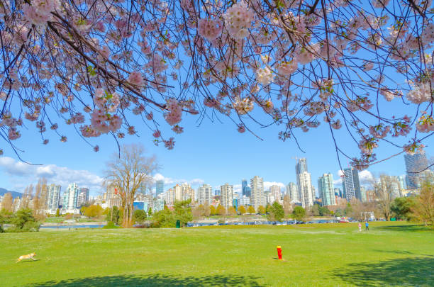 istock View of downtown Vancouver from the park 1322013882