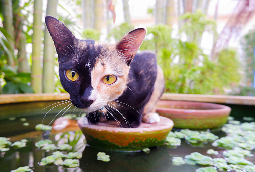 Domestic cat chimera with turtle color sits in a pond in the garden