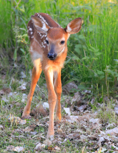 istock Baby White-tailed Deer portrait into the grass, Quebec 1322021618