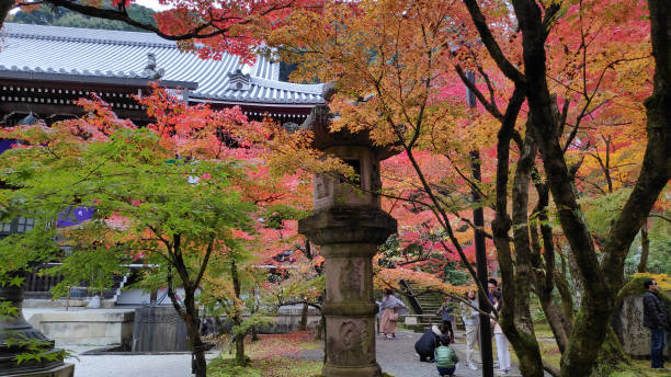 les touristes profitent de l’arbre de jardin d’automne dans le temple golden pavilion kinkakuji à kyoto au japon - japanese maple autumn leaf tree photos et images de collection