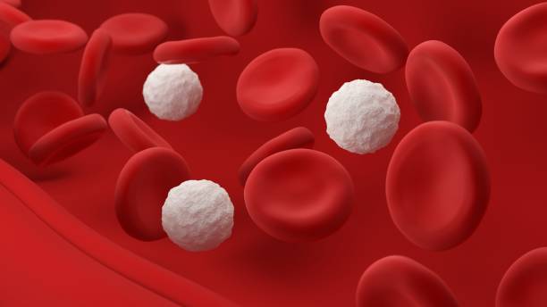 Red and white blood cells Red and white blood cells. Erythrocytes and leukocytes. 3d illustration. white blood cell stock pictures, royalty-free photos & images