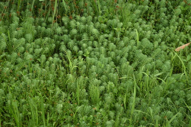 попугай перо watermilfoli в пруду. - myriophyllum aquaticum стоковые фото и изображения