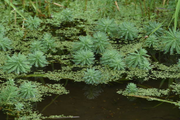 池のオウムフェザーウォーターミルフォリ。 - myriophyllum aquaticum ストックフォトと画像