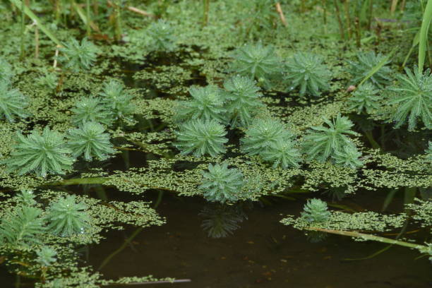 попугай перо watermilfoli в пруду. - myriophyllum aquaticum стоковые фото и изображения