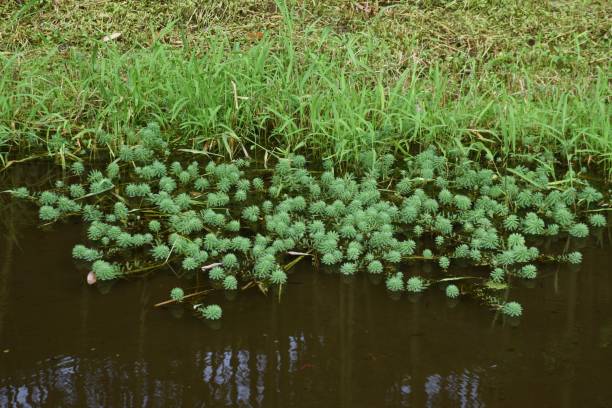 попугай перо watermilfoli в пруду. - myriophyllum aquaticum стоковые фото и изображения