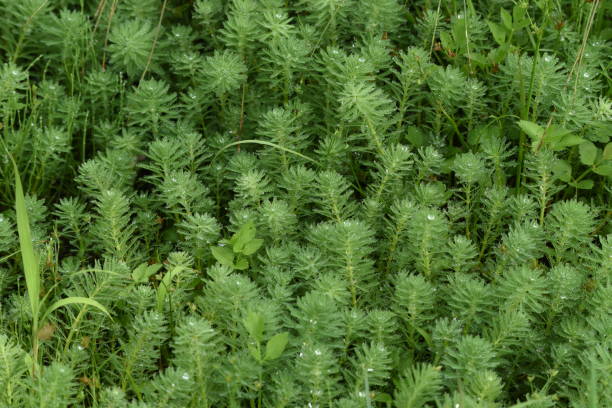 pluma de loro watermilfoli en el estanque. - myriophyllum aquaticum fotografías e imágenes de stock