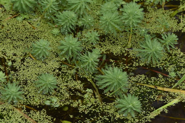 попугай перо watermilfoli в пруду. - myriophyllum aquaticum стоковые фото и изображения