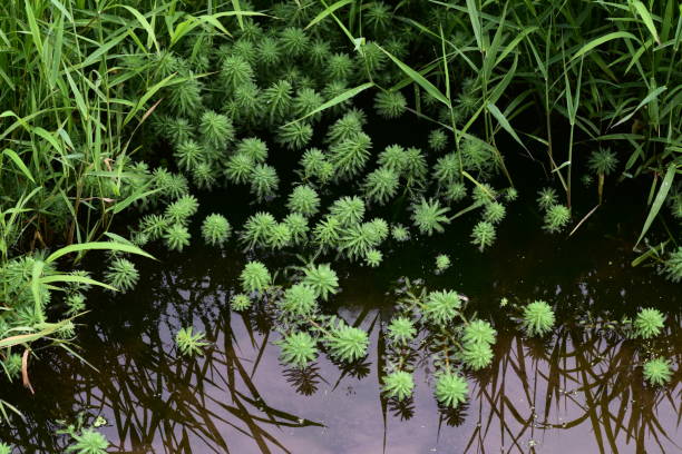 池のオウムフェザーウォーターミルフォリ。 - myriophyllum aquaticum ストックフォトと画像