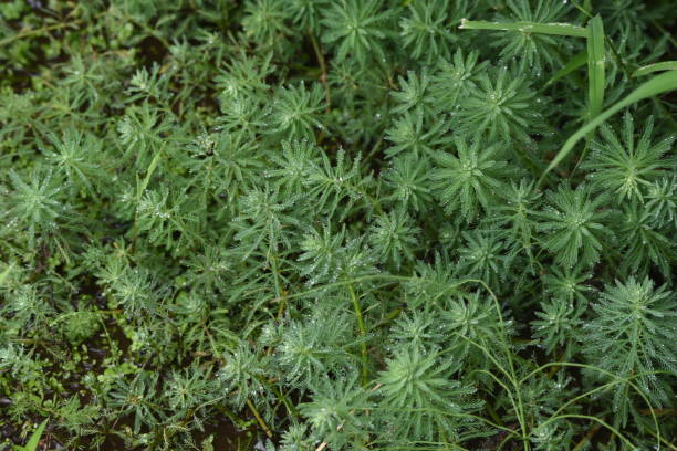 pluma de loro watermilfoli en el estanque. - myriophyllum aquaticum fotografías e imágenes de stock