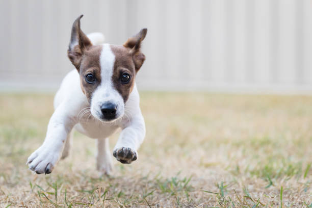 istock Jack Russell puppy running towards camera. 1322024910