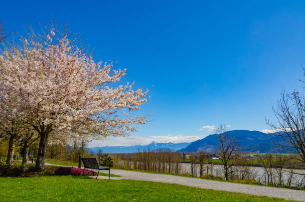 istock Fraser River Heritage Park in the sunny day, sakura cherry blossoms in blooming 1322026109