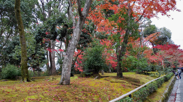tourist enjoy the autumn garden tree in golden pavilion kinkakuji temple at kyoto japan - kyoto city kyoto prefecture kinkaku ji temple temple imagens e fotografias de stock
