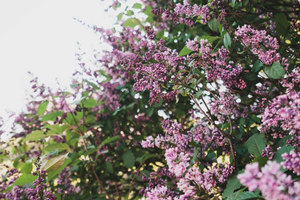 Spring. Lilac is one of the most beautiful shrubs that bloom in spring. In the foreground there is a beautiful bokeh, behind the lilac flowers in the rays of the sun. A very atmospheric shot