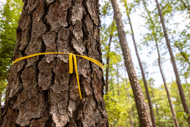 istock Yellow tape tied around tree that will be cut down 1322028259