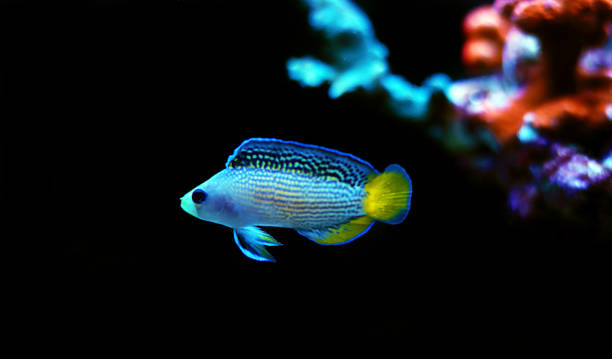 splendid dottyback - (manonichthys splendens) - imperial angelfish imagens e fotografias de stock