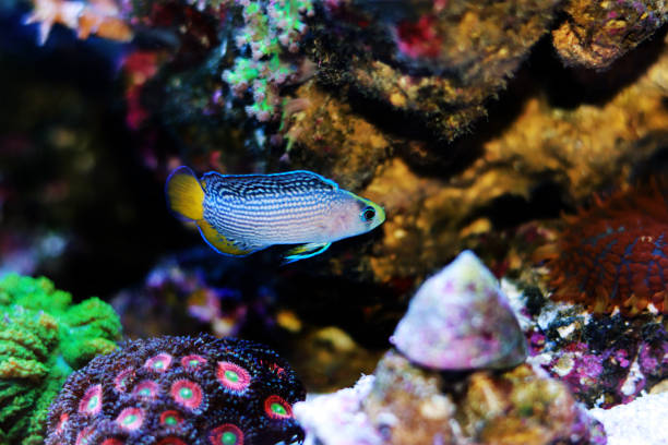 splendid dottyback - (manonichthys splendens) - imperial angelfish imagens e fotografias de stock