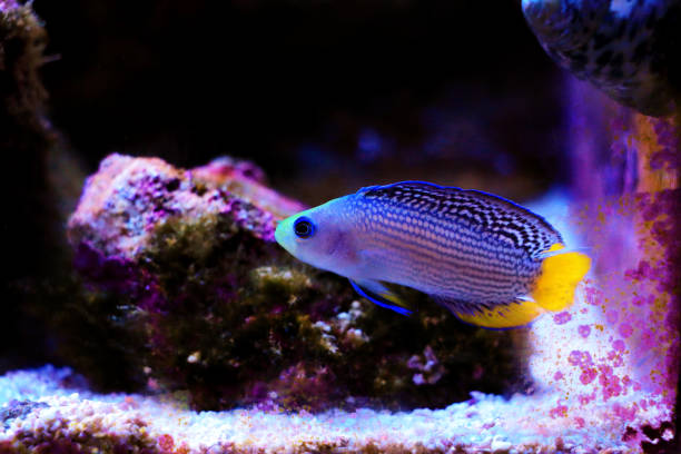 Splendid Dottyback - (Manonichthys splendens) Splendid Dottyback - (Manonichthys splendens) orchid dottyback stock pictures, royalty-free photos & images