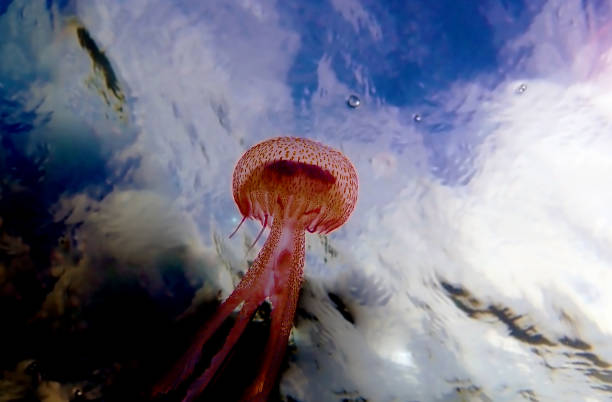 Mauve stinger purple jellyfish - Pelagia noctiluca stock photo