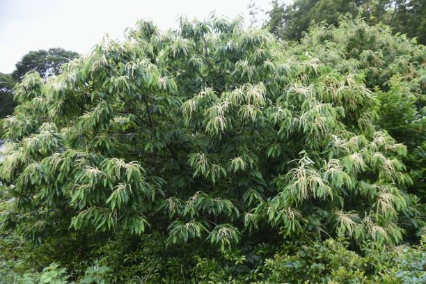 istock Japanese chestnut blossoms. Fagaceae deciduous fruit tree. 1322034645