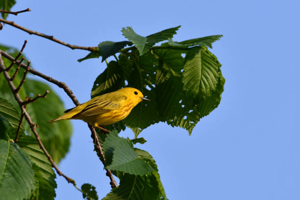 istock American Yellow Warbler bird 1322034697