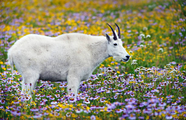 mountain goat em meadow no logan pass glacier national park - montana mountain meadow flower - fotografias e filmes do acervo