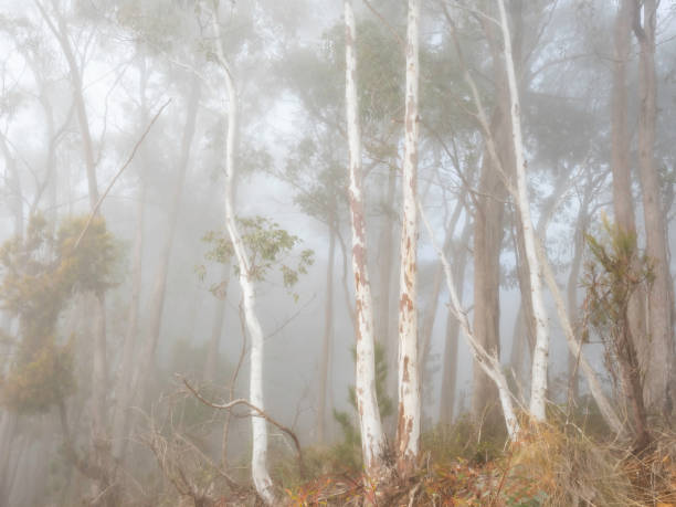 Back country dirt roads with the trees shrouded in fog