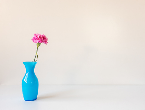 Closeup of single pink carnation in small blue vase on white shelf against white background
