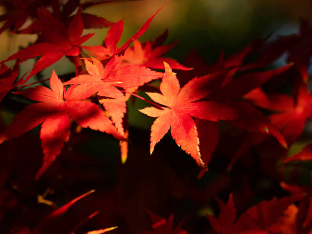 istock Close up of vibrant red autumn maple leaves 1322039830